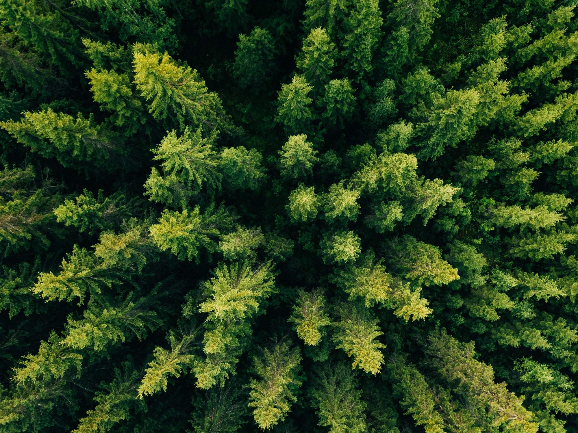 Aerial top view of summer green trees in forest in rural Finland.