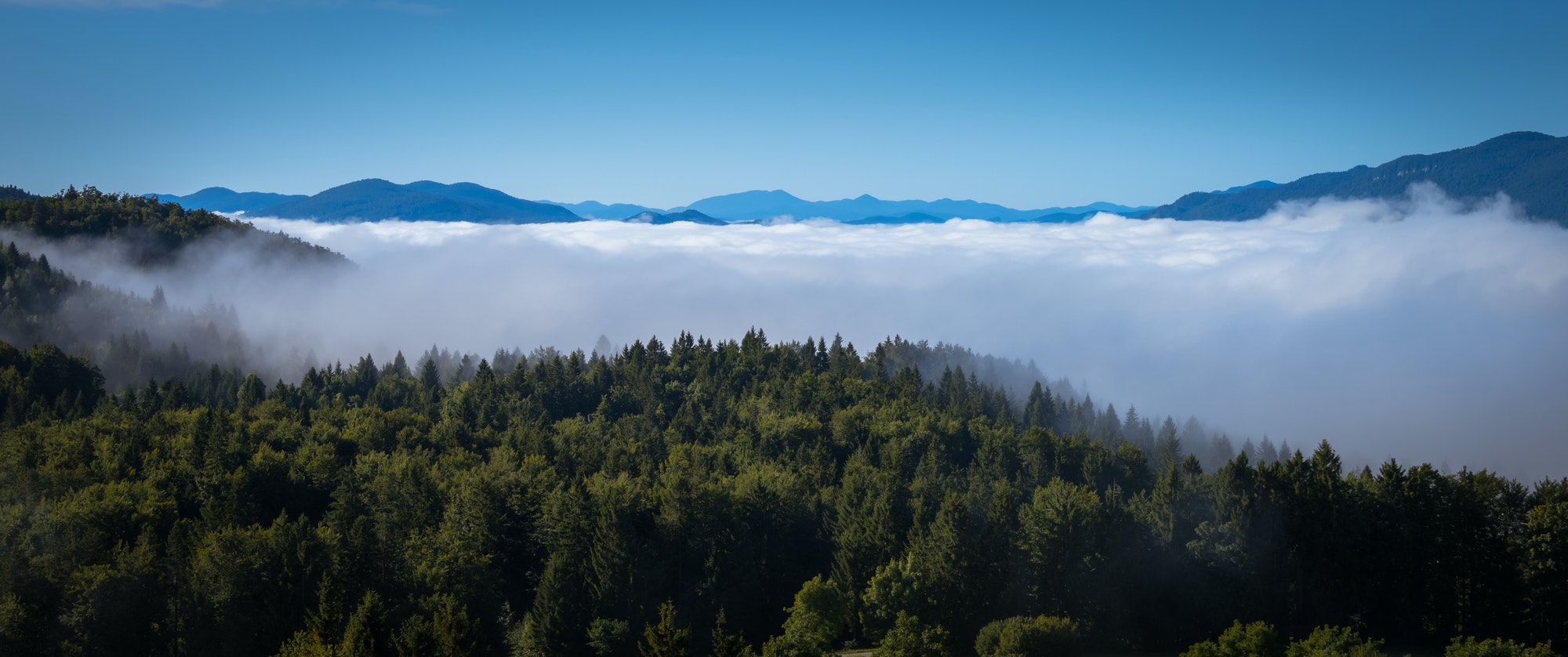 Fog cover the forest.